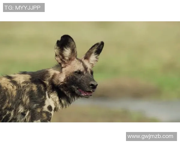 足球明星面具背后的故事揭秘与他们的传奇瞬间